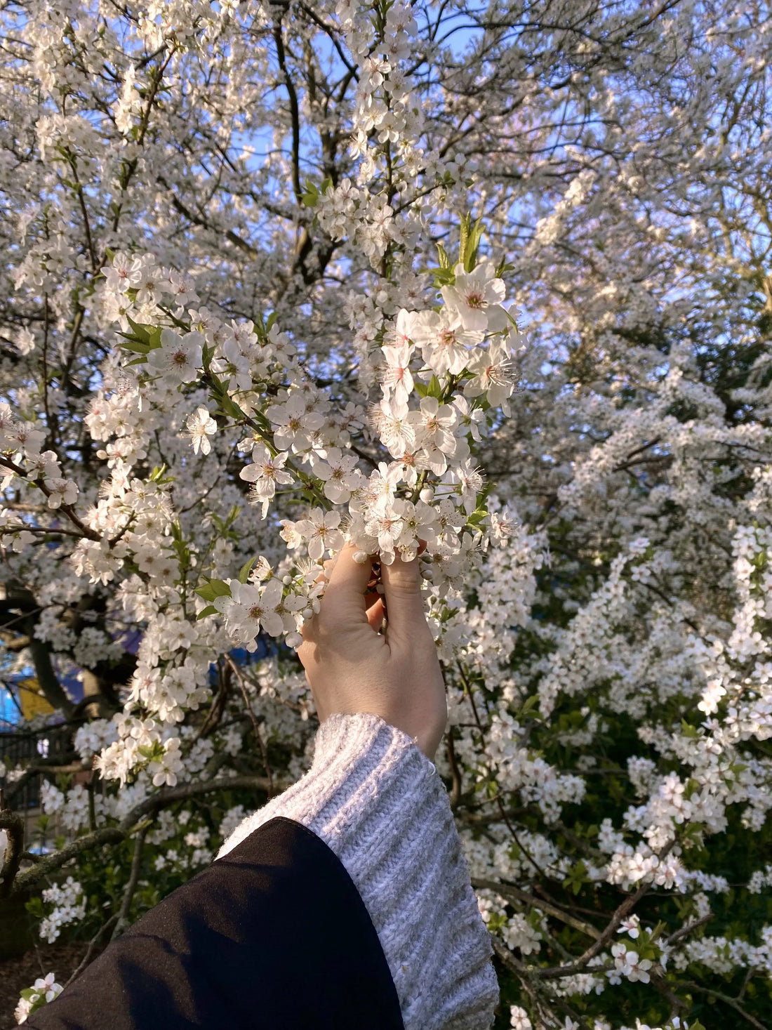 Cherry Plum Blossom: Meaning, Folklore & The Bach Flower Remedy for Calm