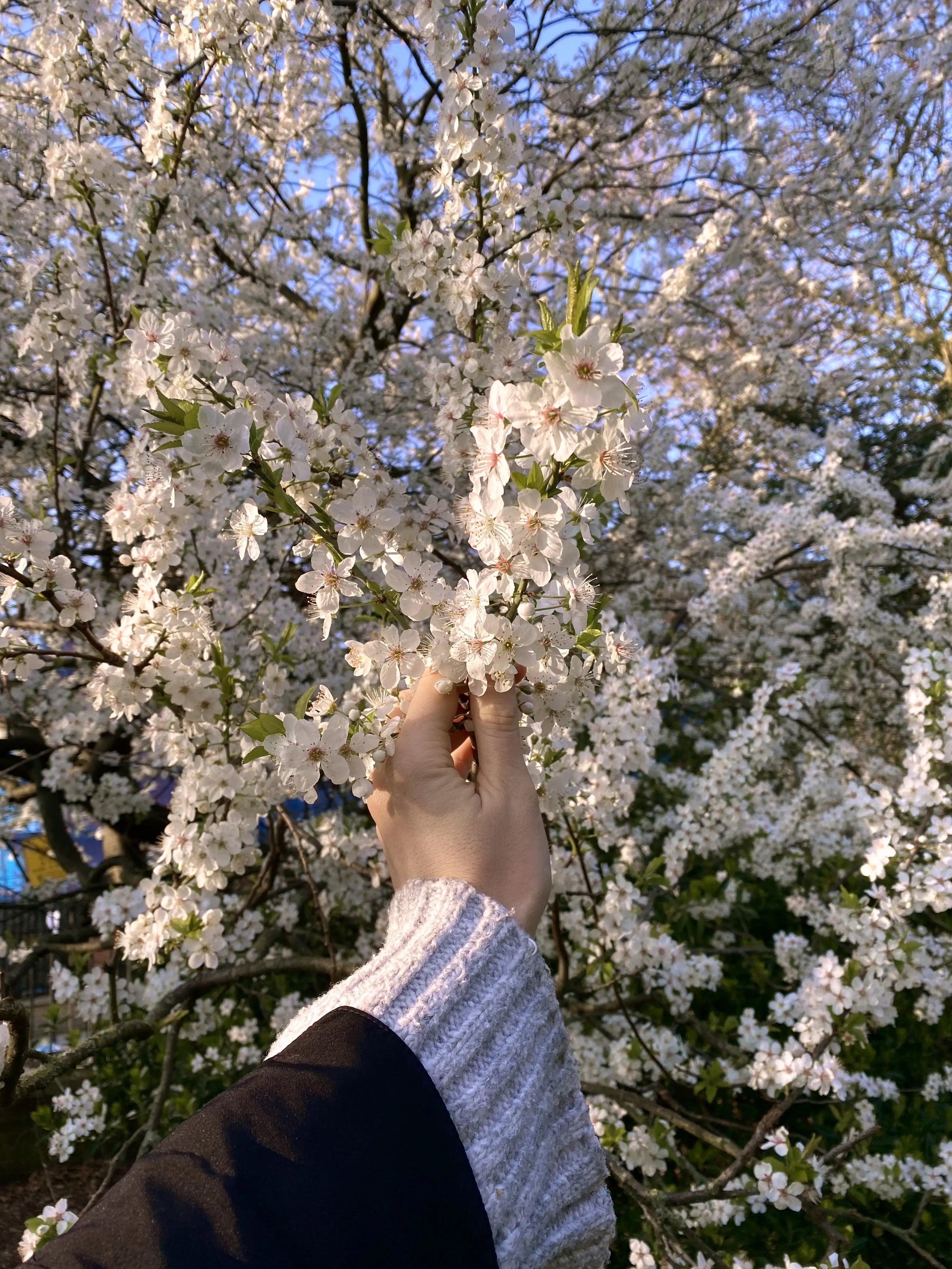 Cherry Plum Blossom: Meaning, Folklore & The Bach Flower Remedy for Calm